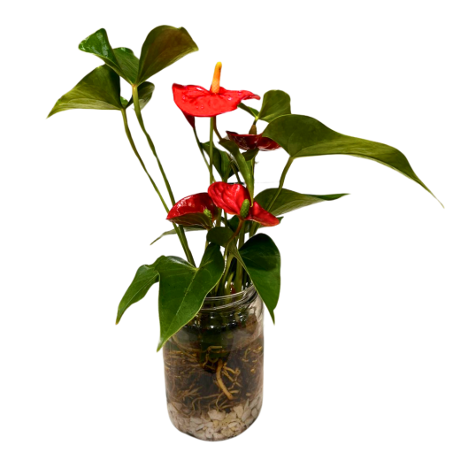 PLANTA ANTHURIUM EN HIDROTERRARIO II